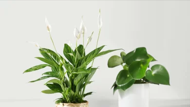 معرفی گیاهان آپارتمانی که نیاز به مراقبت کمتری دارند
