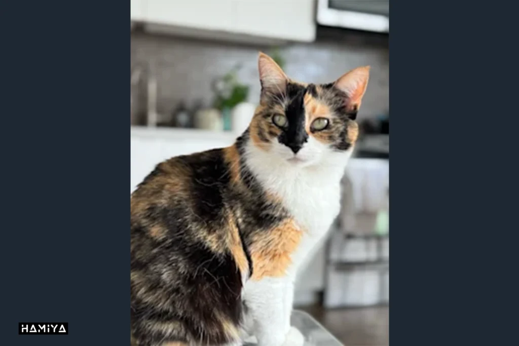 initial image of a cat to do Multi-turn generation in gpt 4o image generator